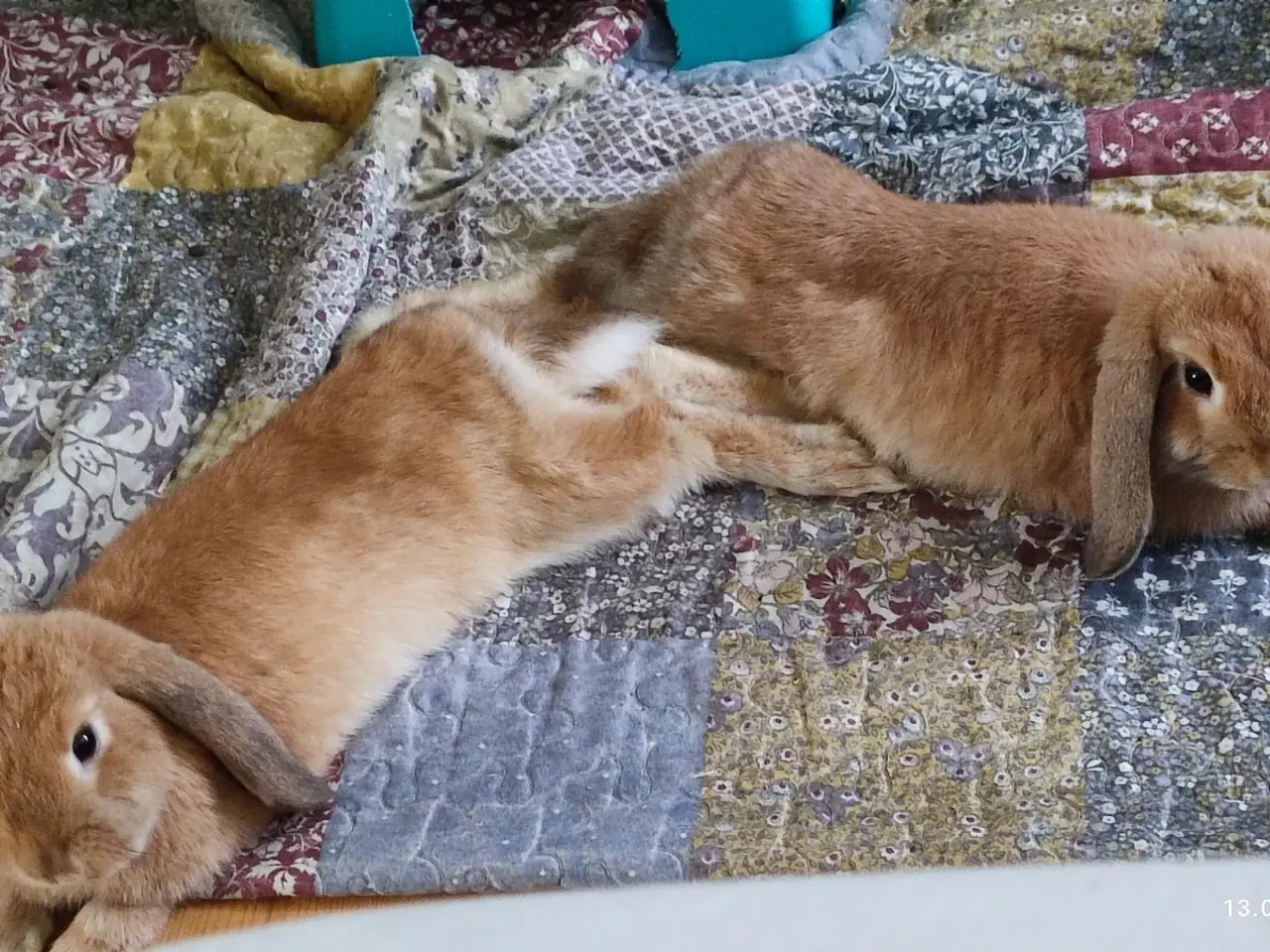 Billede 1 - Mini-lop kaniner