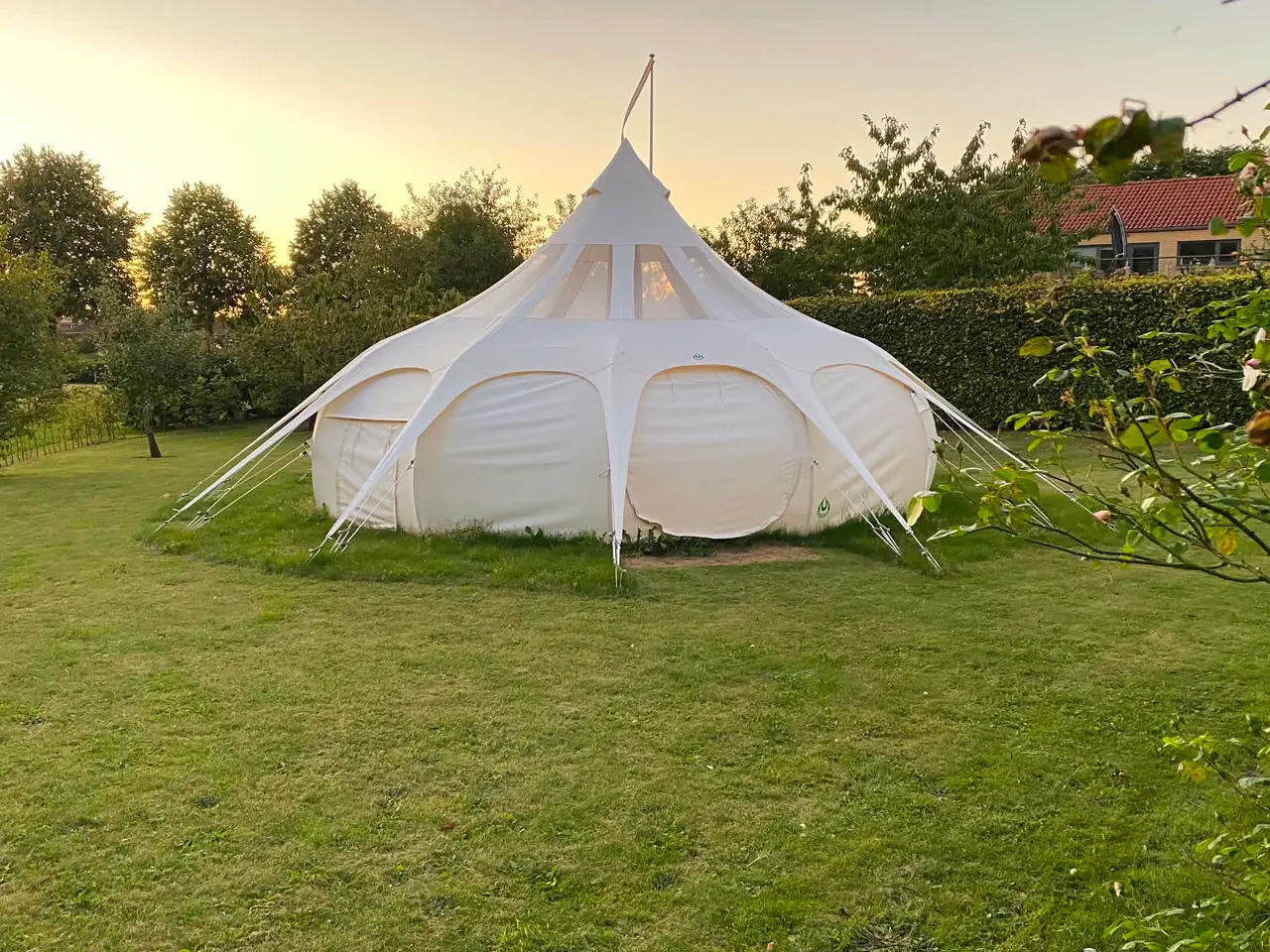 Billede 3 - Lotus Belle Stargazer 6 m