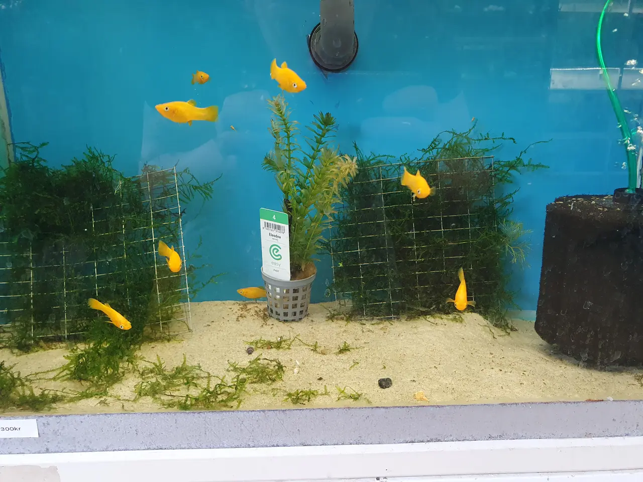 Billede 3 - 💛🐟 GUL MOLLY TIL SALG 🐟💛