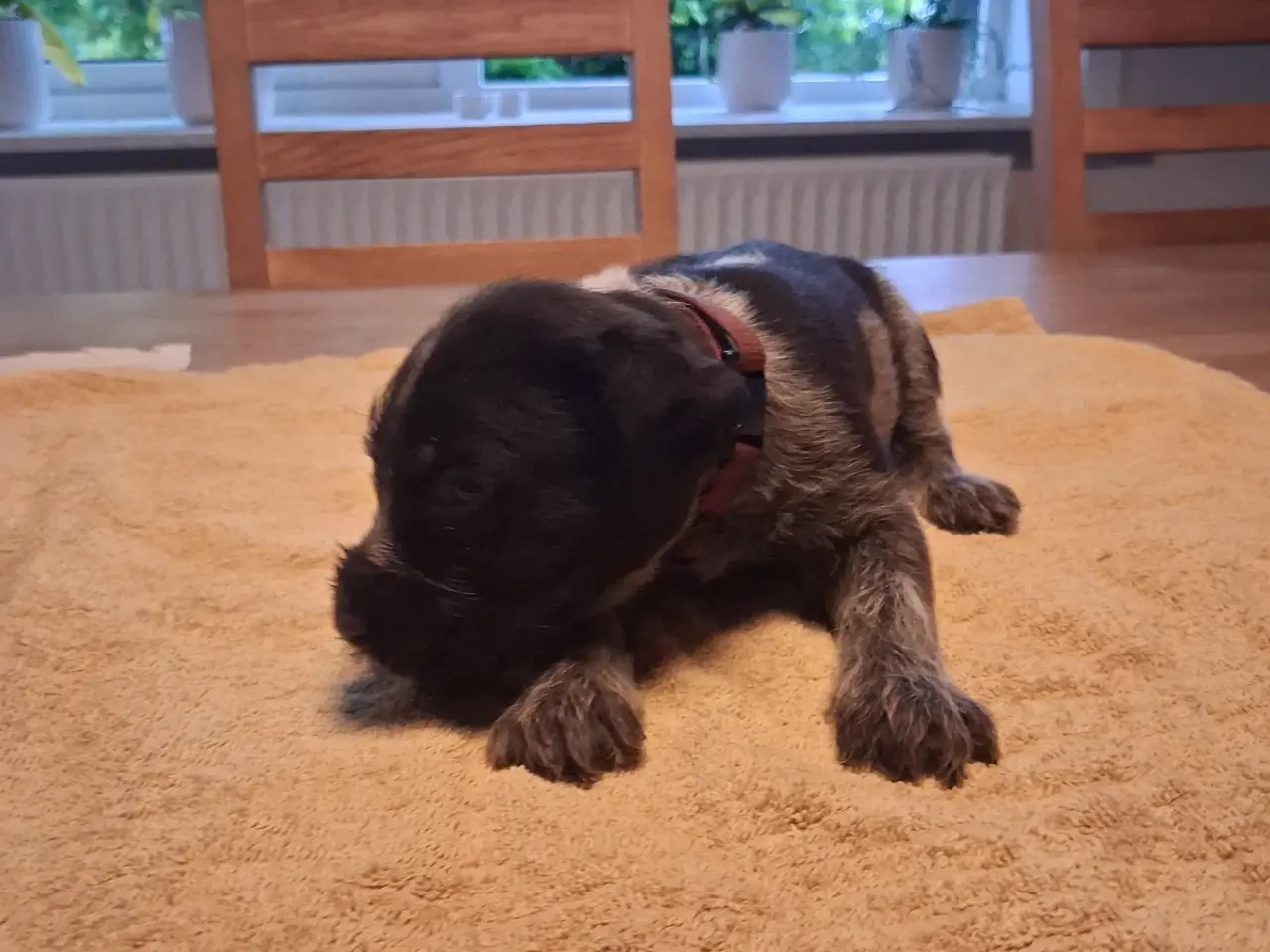 Billede 8 - Ruhåret hønsehund hvalpe 