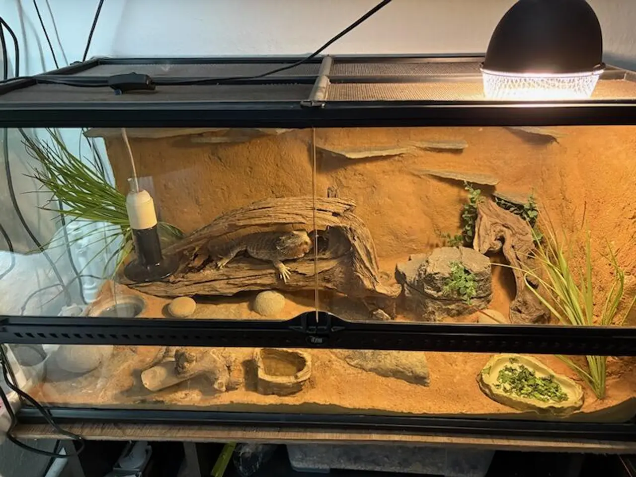 Billede 4 - Hånd tam skægagame med terrarium sælges