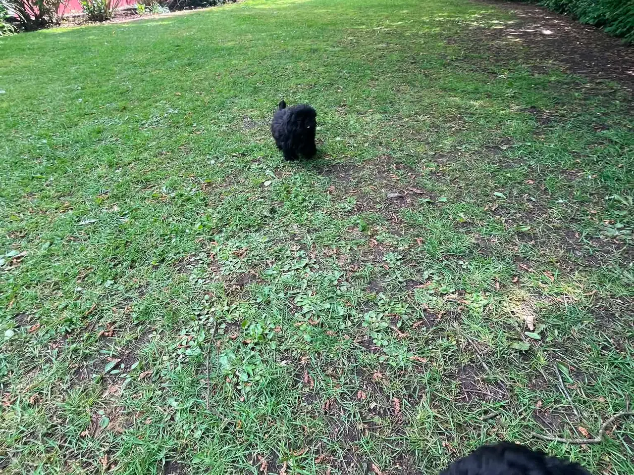 Billede 6 - Shih Tzu Hvalpe flotte sorte