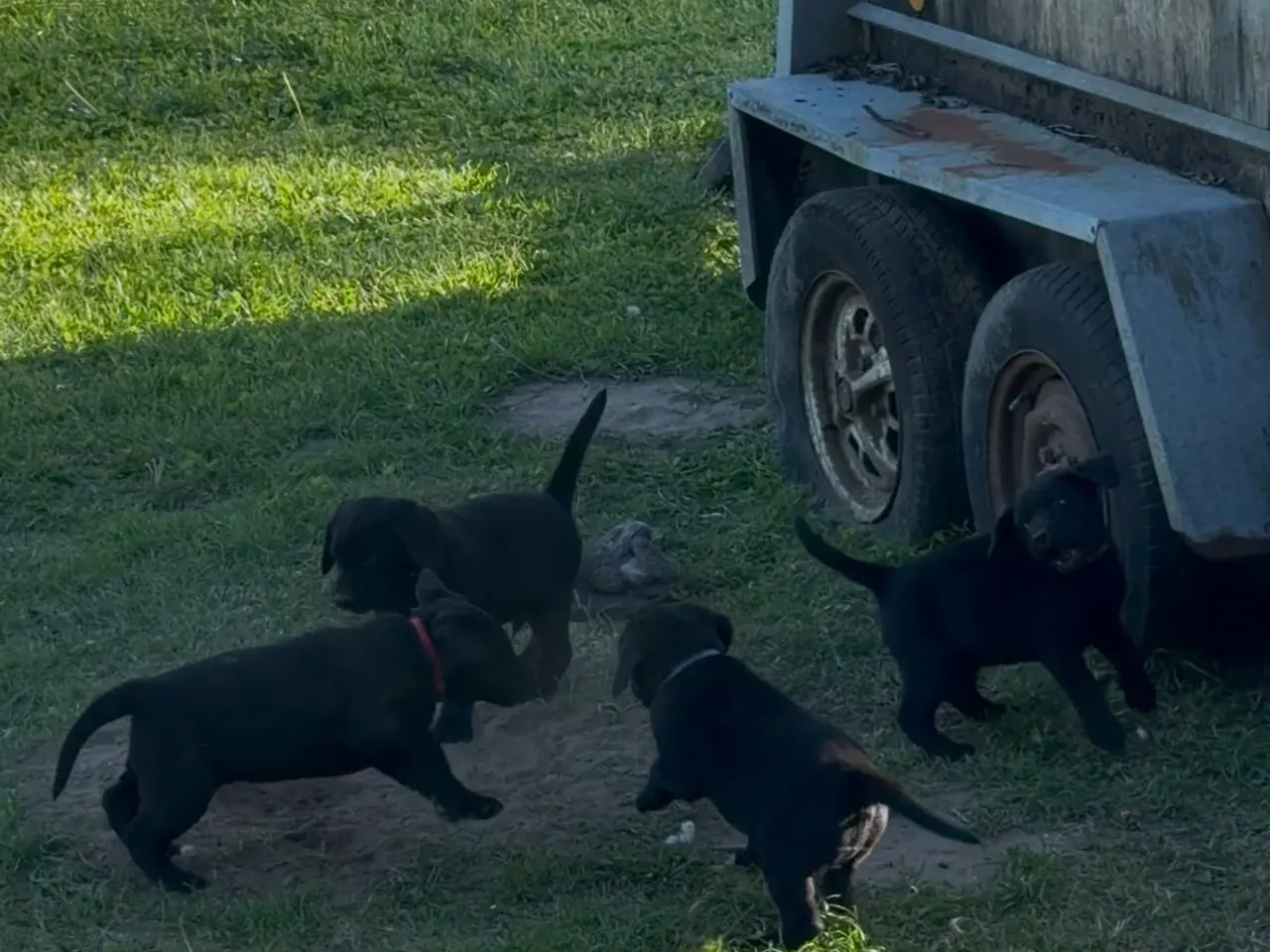 Billede 5 - Labrador hvalpe søger nye familier 🖤