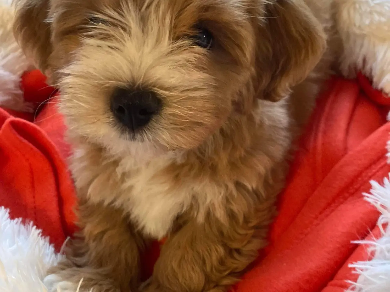 Billede 4 - Bichon Havanaise Han