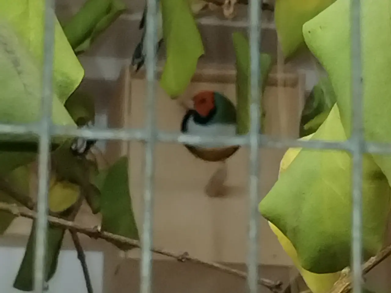 Billede 3 - Sælges samlet fugle og bure og diverse foder 