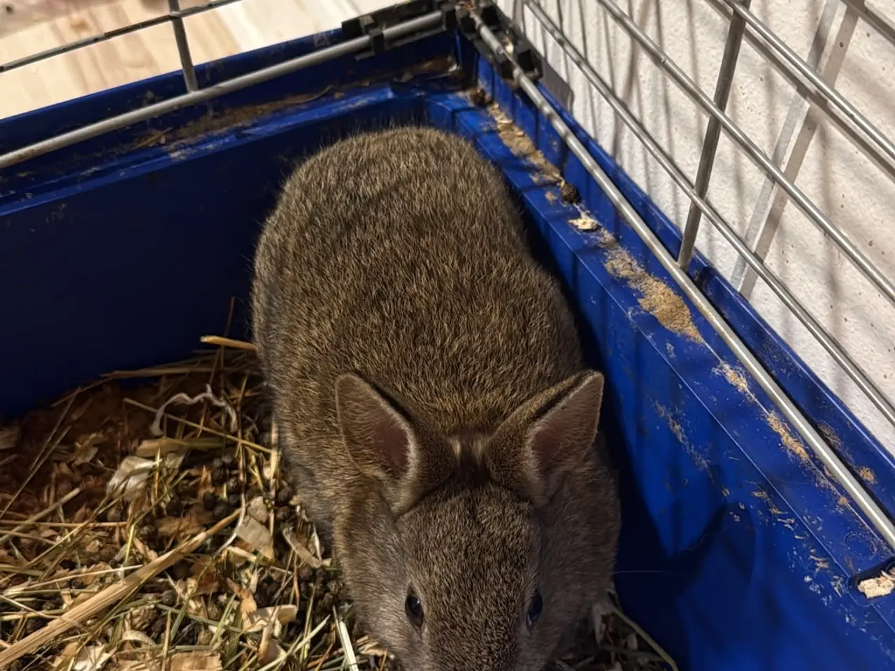 Billede 6 - Sød lille mini lop / dværgvædder kanin🐇🐰