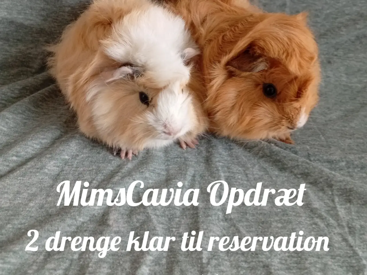 Billede 1 - Marsvin, unger, drengepar