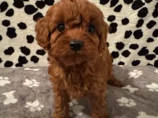Cavapoo hvalpe - 3