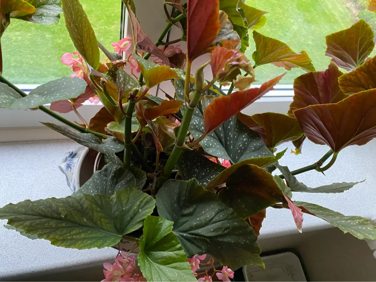 Billede 3 - Angel Wing Begonia med lyserøde blomster 