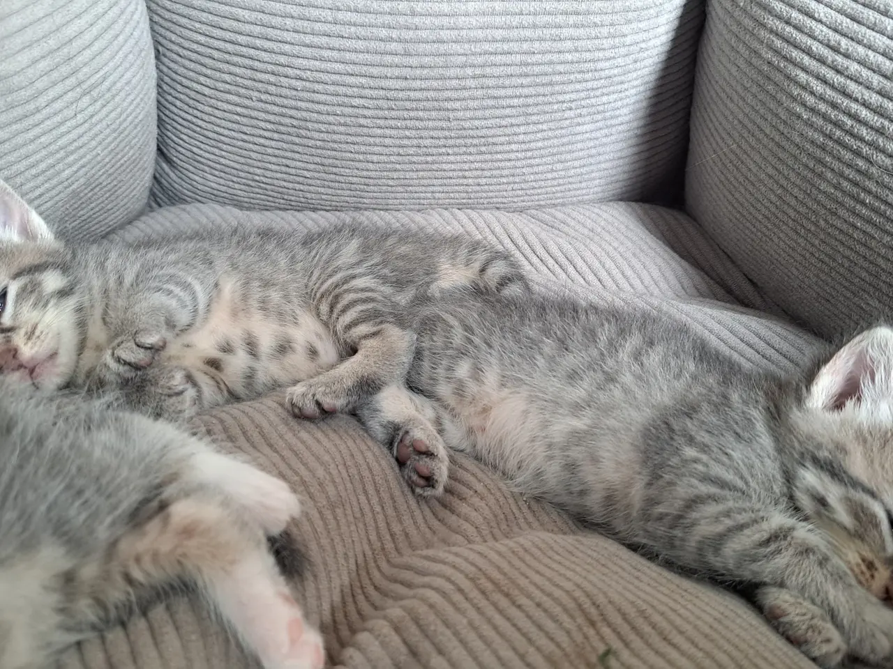Billede 16 - 🐱 Søde killinger søger kærlige hjem 🐱