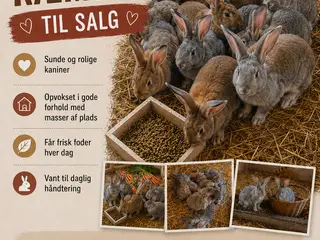 Belgisk kæmper sælges😀