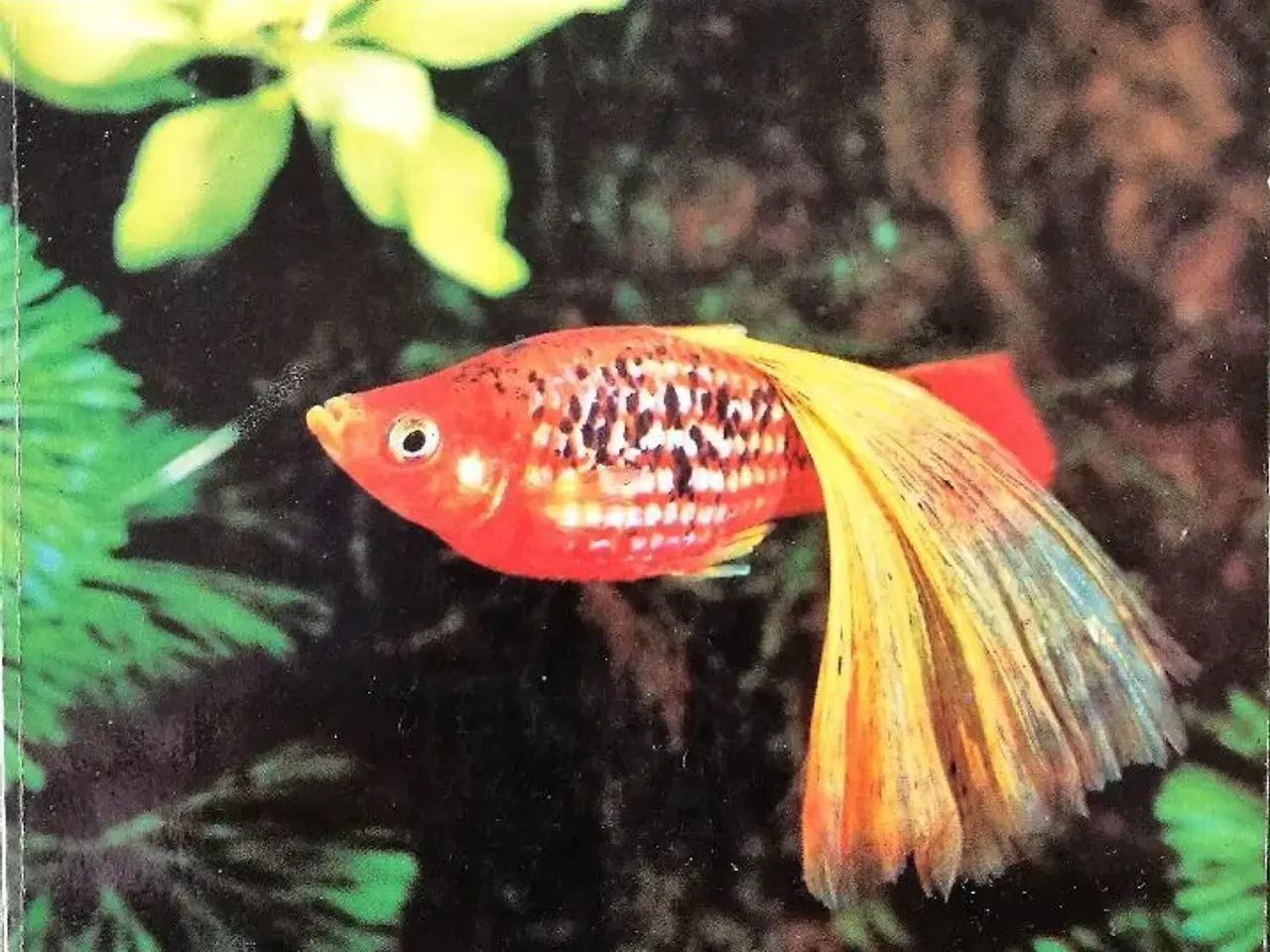 Billede 2 - Akvariebøger.