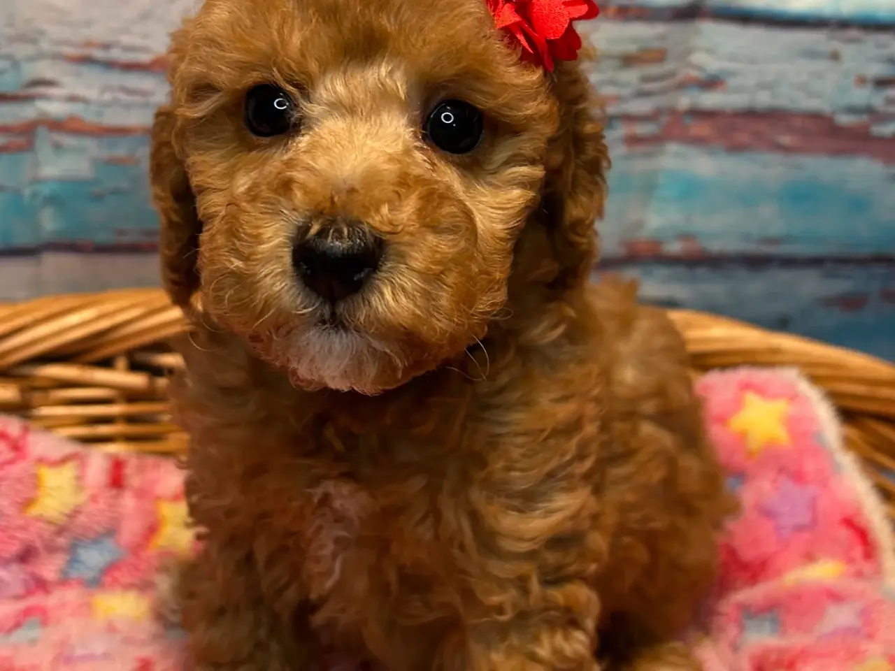 Billede 18 - 🐾✨ Skønne Mini Maltipoo hvalpe klar juli/August