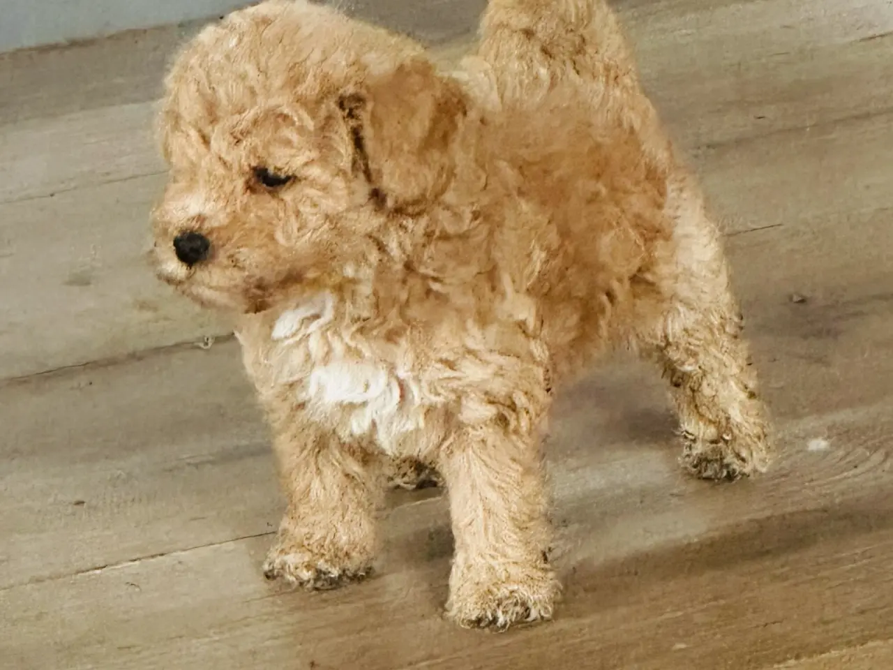 Billede 1 - Shapendoodle F1b