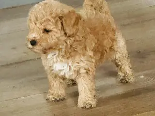 Shapendoodle F1b