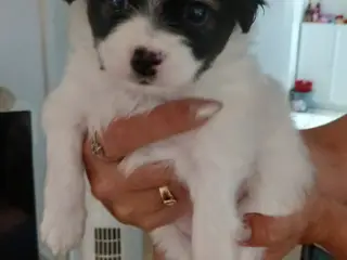 Papillon