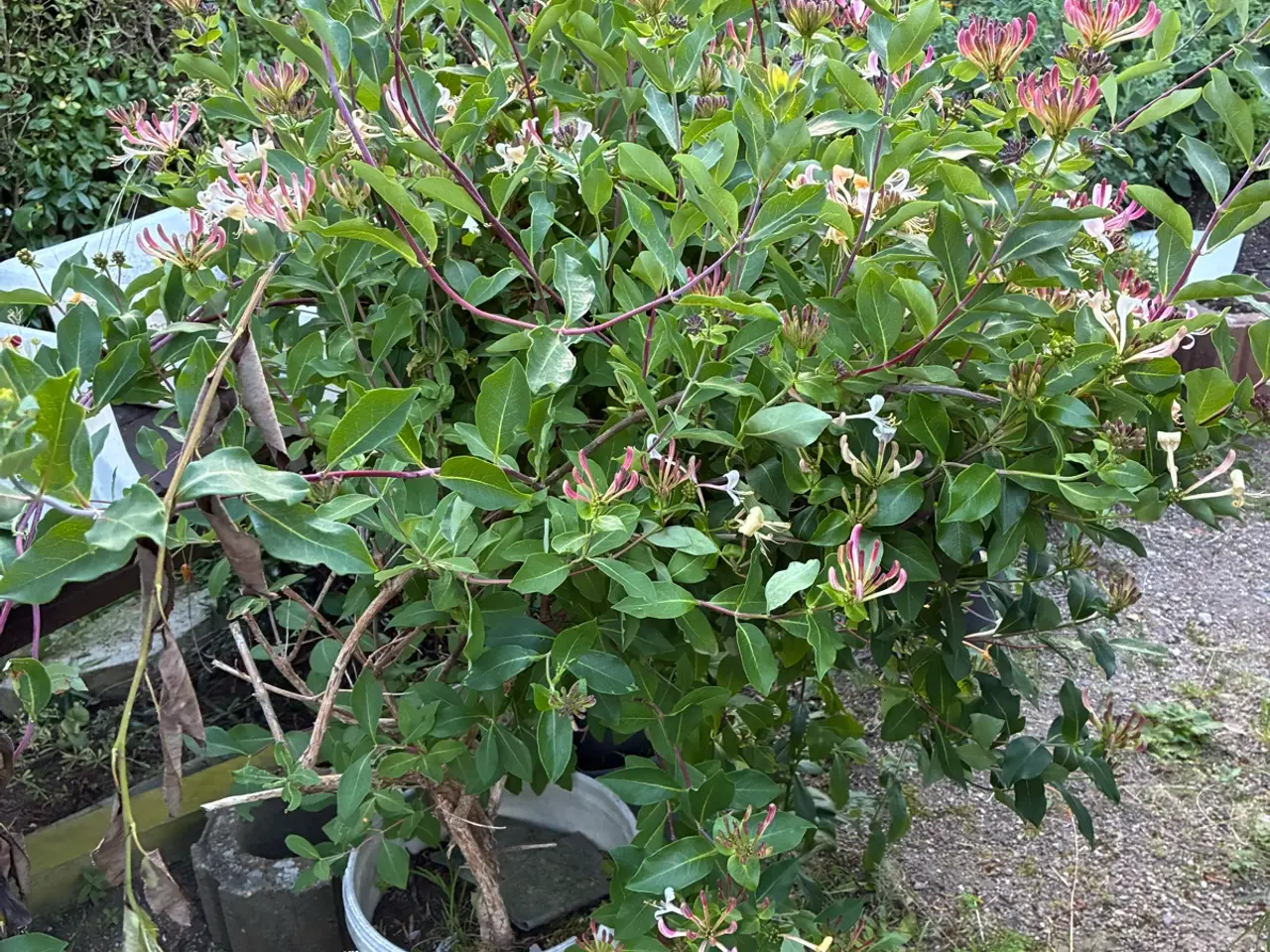 Billede 5 - Slynge blomstr