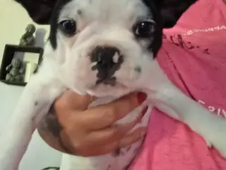 Frenchie Girl
