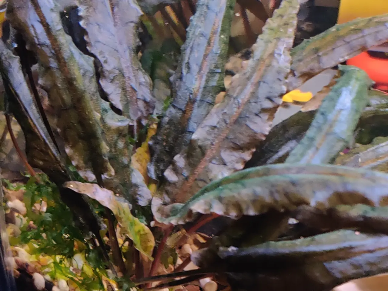 Billede 12 - Akvarie Planter mange slags