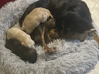 Smukke totter 