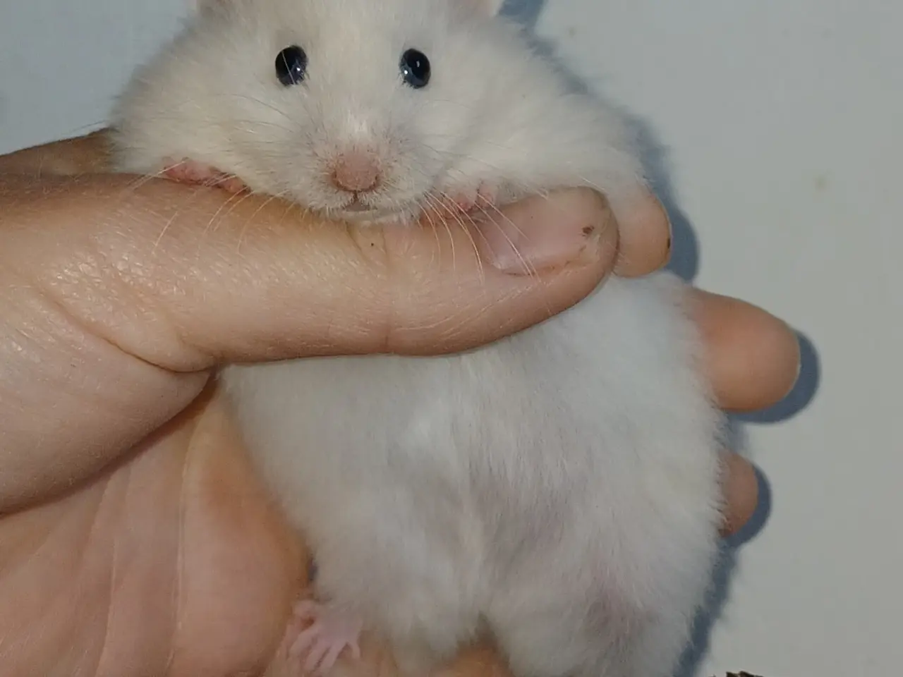Billede 10 - Guldhamster unger
