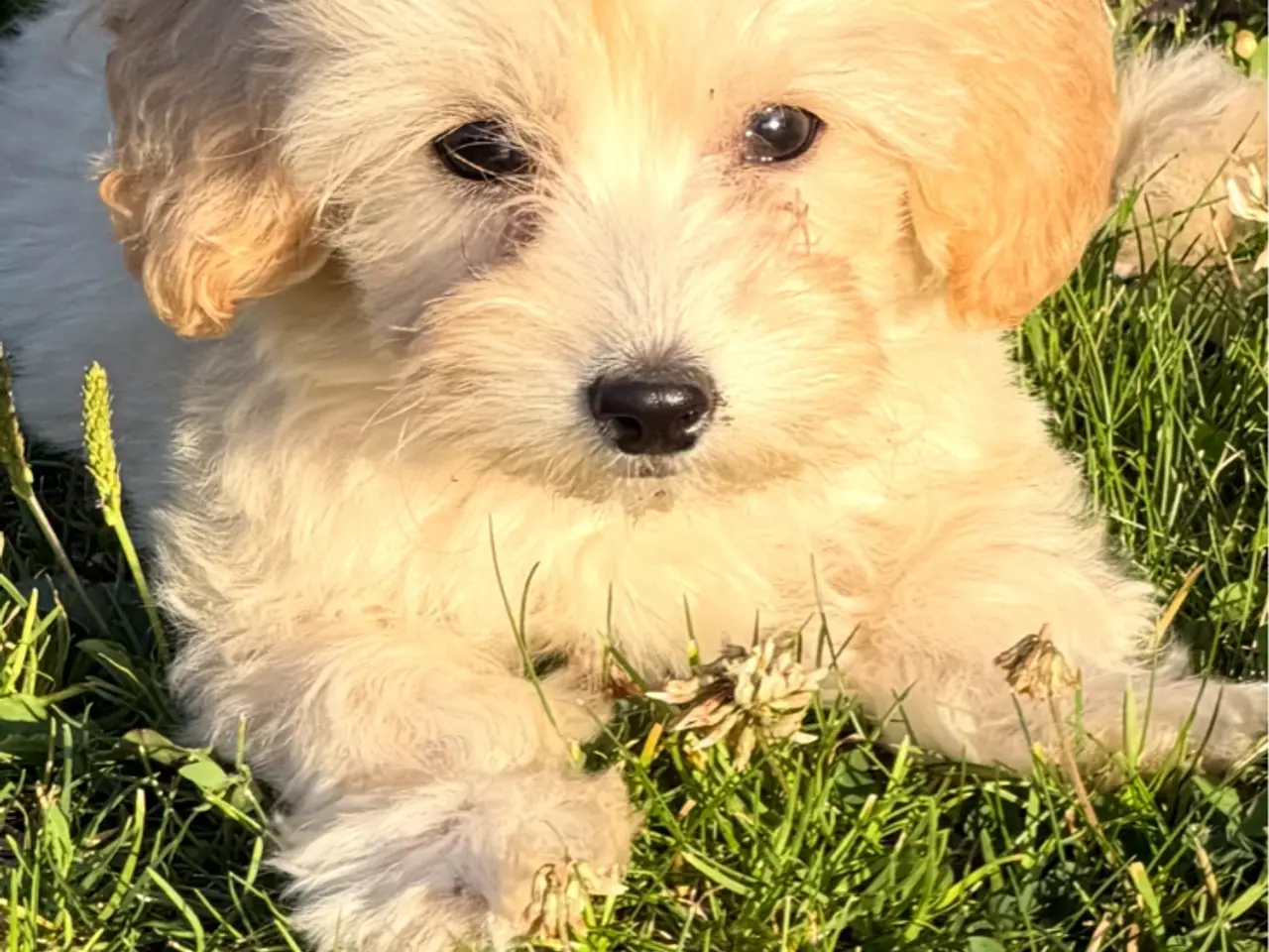 Billede 2 - Maltipoo 12 uger 🐶