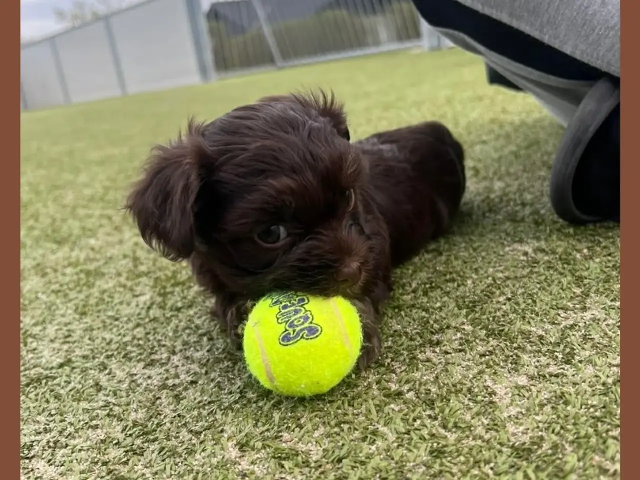 Billede 4 - Bichon havanais hvalpe