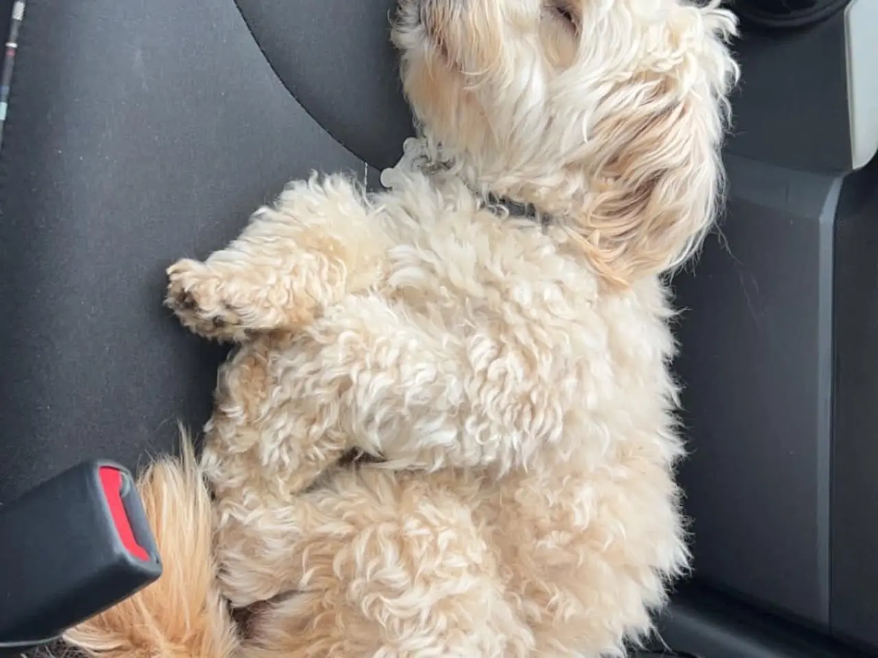 Billede 3 - Maltipoo og bichon maltet