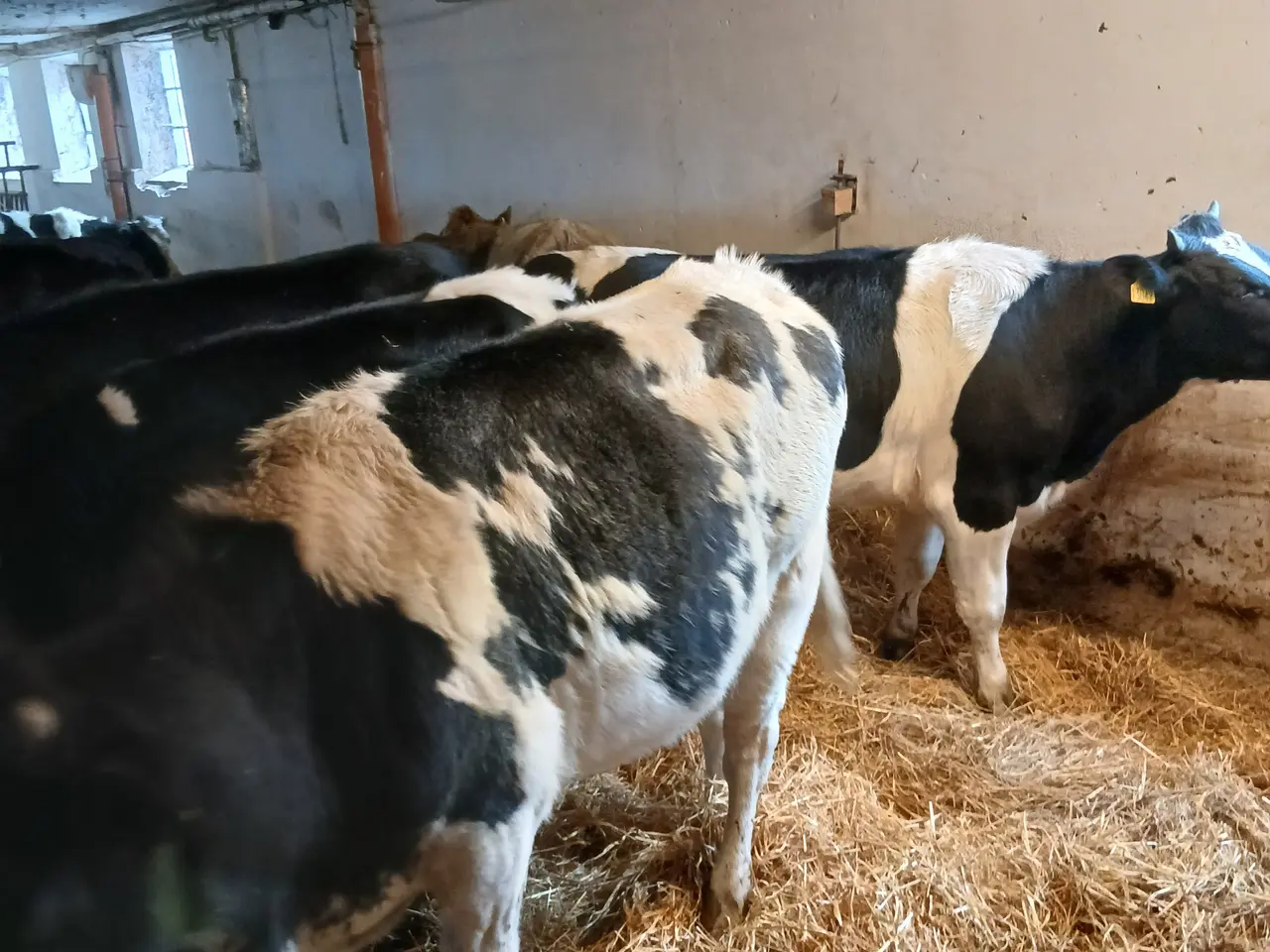 Billede 3 - Kvier Sdm x blåhvid
