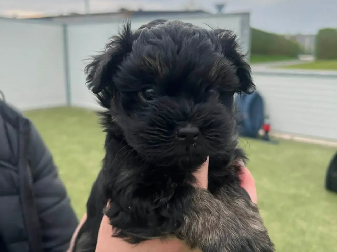 Billede 8 - Bichon havanais hvalpe