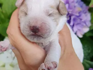 Skønne cockerpoo hvalpe fra det bedste hjem 🥰