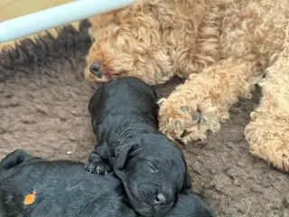 Cockerpoo hvalpe / doodle - stueopdræt