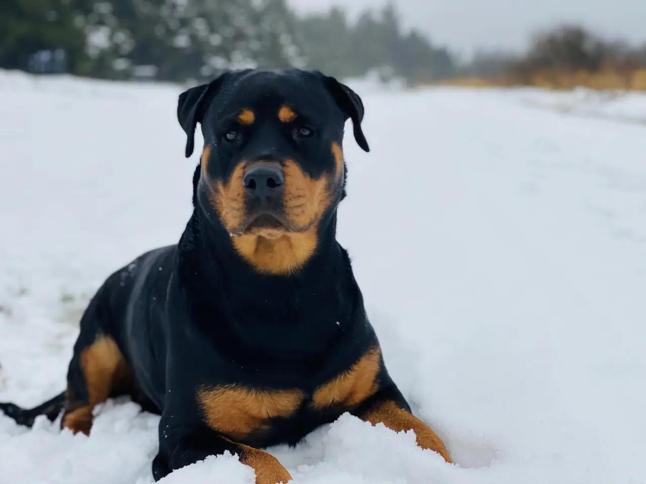 Billede 3 - Rottweiler hvalpe 🐶