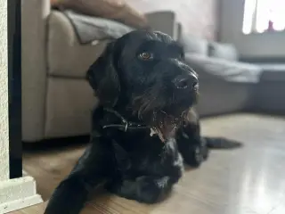 hanhund til avl 4år gammel
