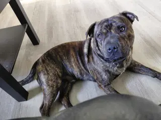Staffordshire bulterrie 