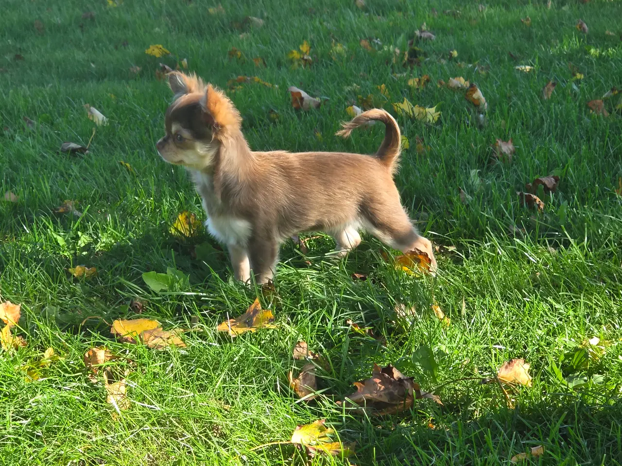 Billede 5 - Langhåret husky-chihuahua. Hun