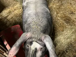 Dansk Landrace so