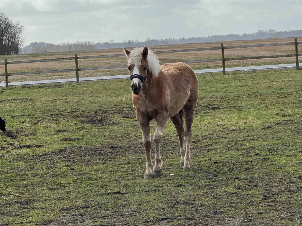 Billede 1 - Haflinger hoppeføl 
