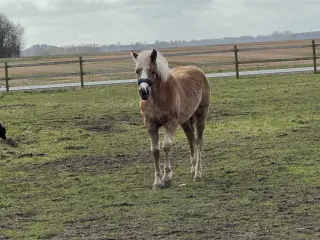 Haflinger hoppeføl