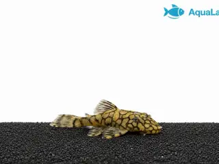 L519 Honeycomb Pleco – Ancistrus sp.