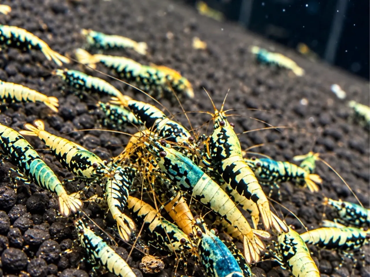 Billede 9 - Flotte Caridina Galaxy Fishbone Rejer