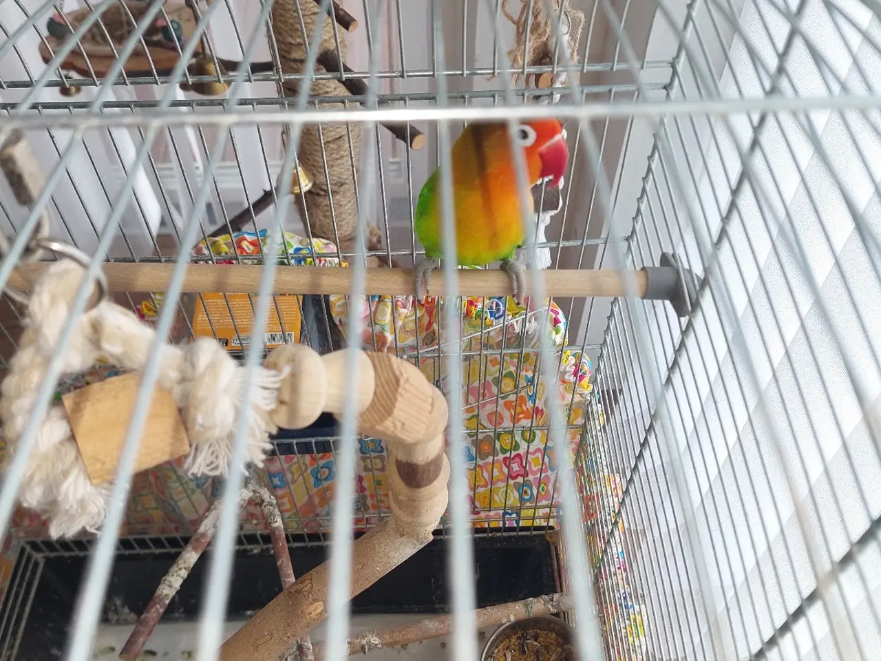 Billede 9 - 2 voksne dværgpapegøjer sælges med stort bur 🐦❤️