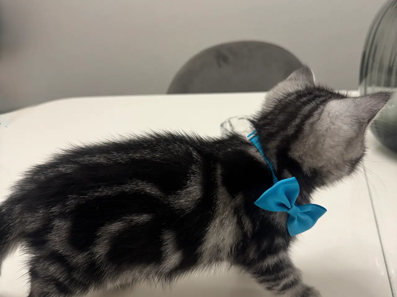 Billede 10 - Unikkes British Shorthair - KUN EN TILBAGE