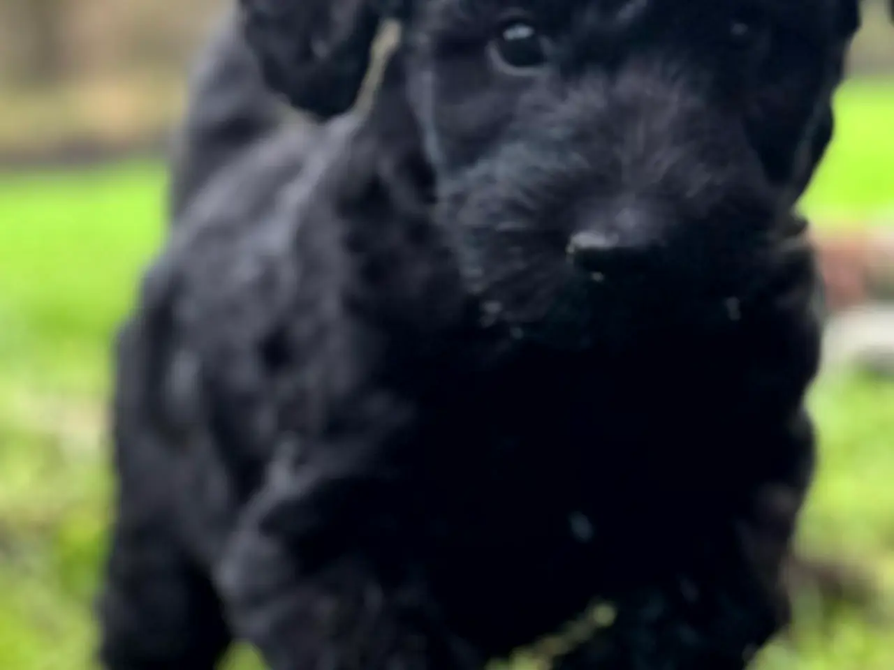 Billede 1 - Cockerdoodle / Cockapoo / Cockerpoo / Doodle hvalp