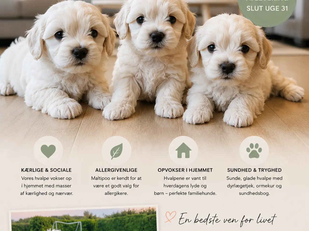 Billede 1 - Maltipoo Hvalpe