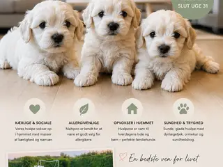 Maltipoo Hvalpe