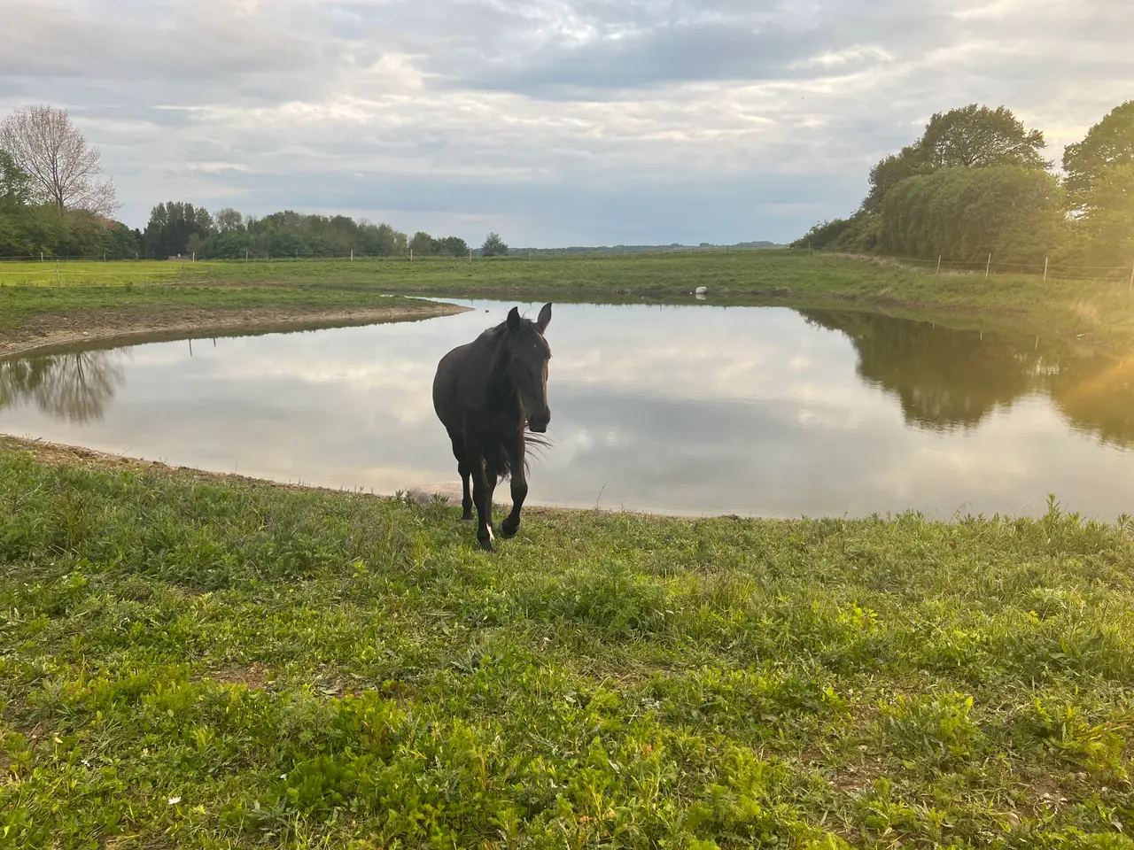 Billede 2 - Renstammet oldenborghoppe, bliver 3 i marts