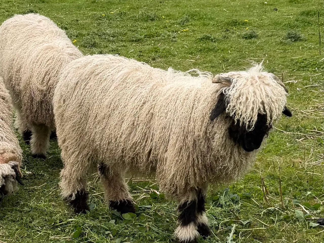 Billede 4 - Gimmer 7 mdr. Valais Blacknose