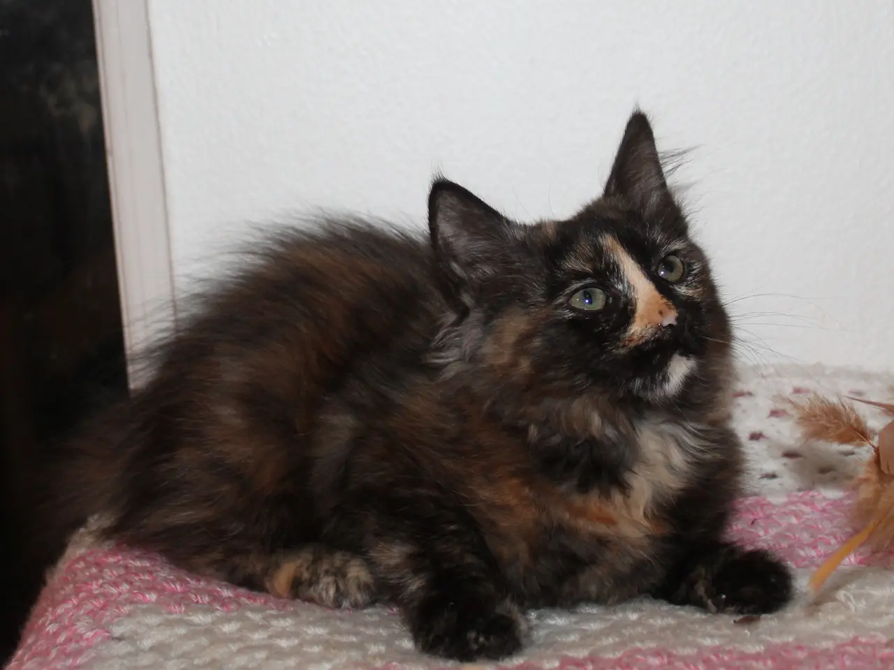 Billede 7 - 🍂 Hun ligner en varm efterårsdag 🌸 Maine Coon 🌸