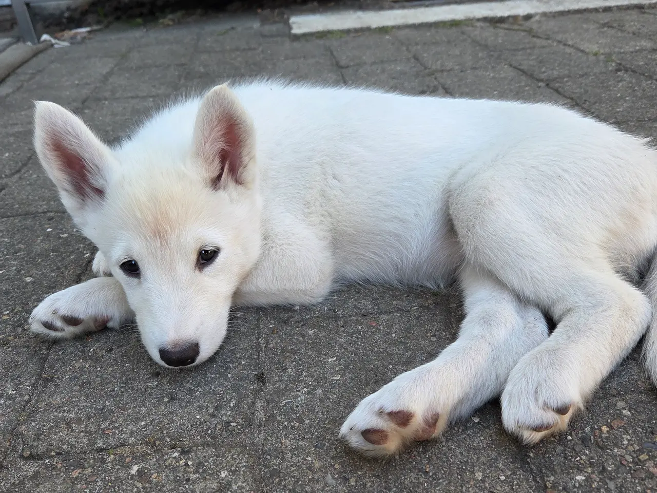 Billede 6 - Siberian husky og samojede tæve sælges